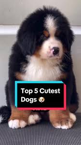 Top 5 Cutest Dog in the World